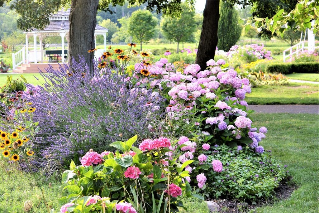 Flower garden, native plants