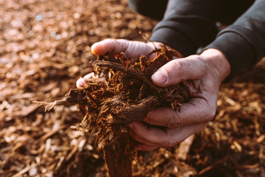 Man holding mulch in his hands