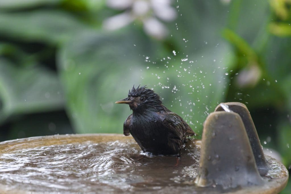 Black bird in bird bath.