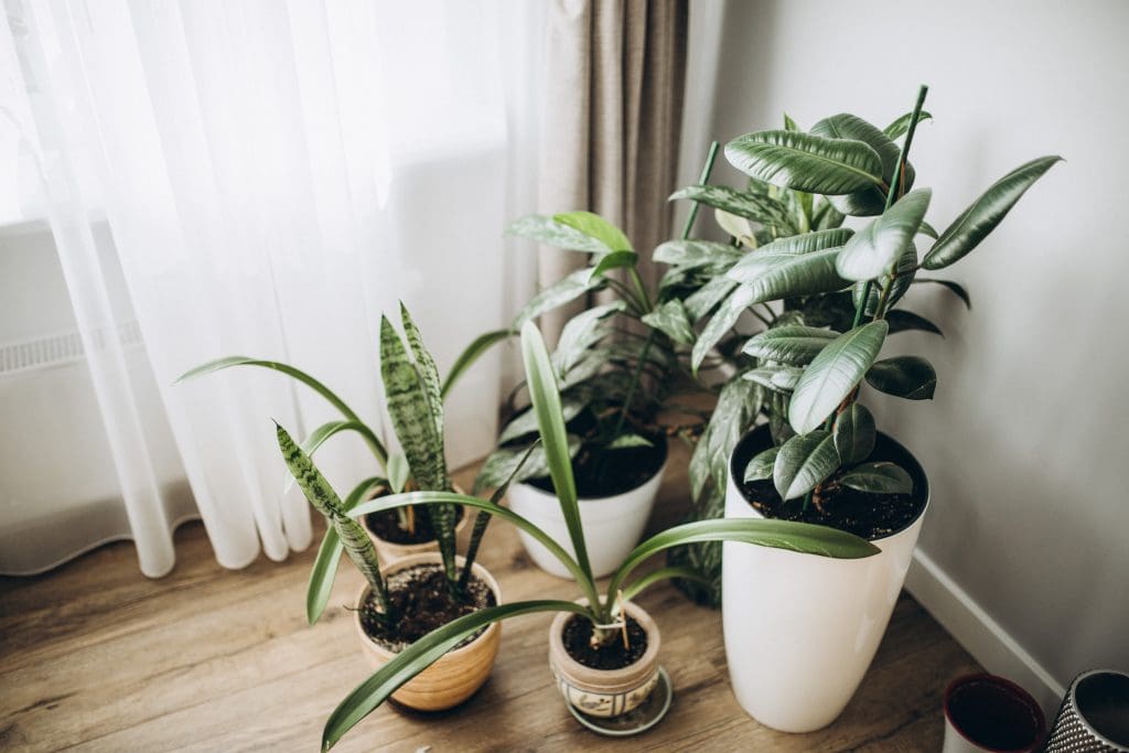 Improve Indoor Air Quality.  House plants