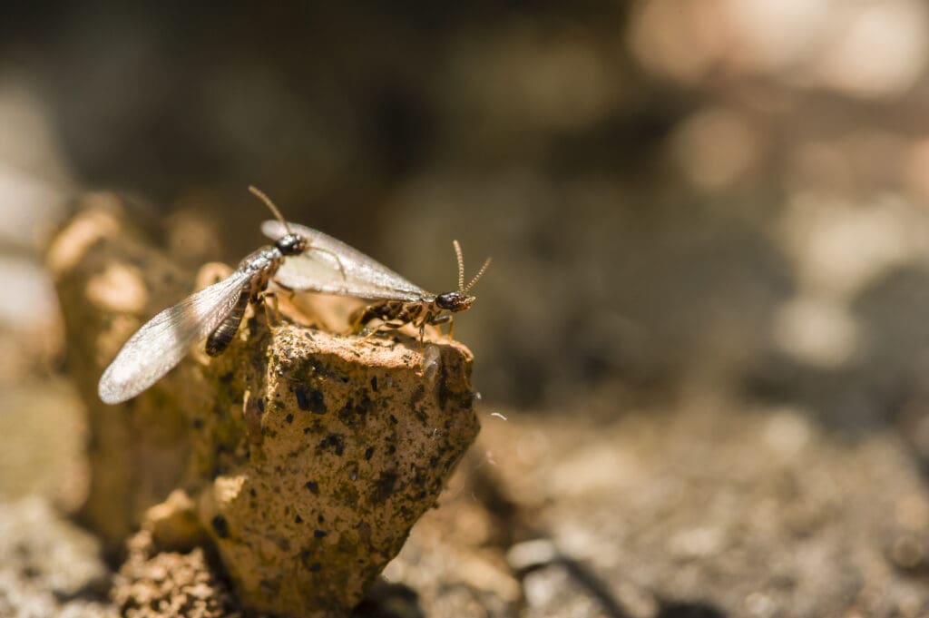 The Importance of Comprehensive Pest Inspections:  Termites