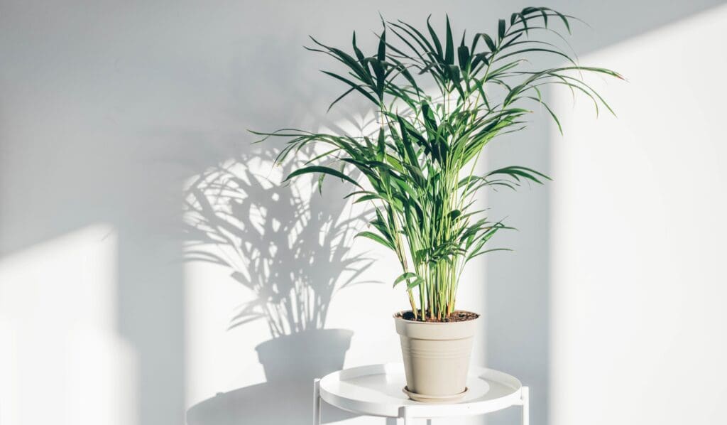 How to Make the Most of Small Spaces: Design Tips for Tiny Homes:  House plants