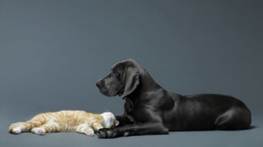 What Sellers Need to Know About Pets and Showing Appointments