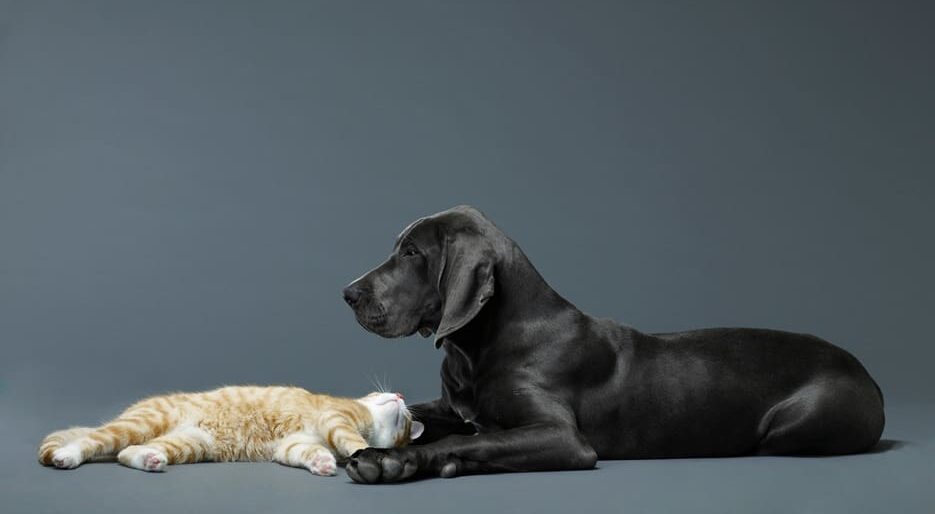 What Sellers Need to Know About Pets During Showing Appointments