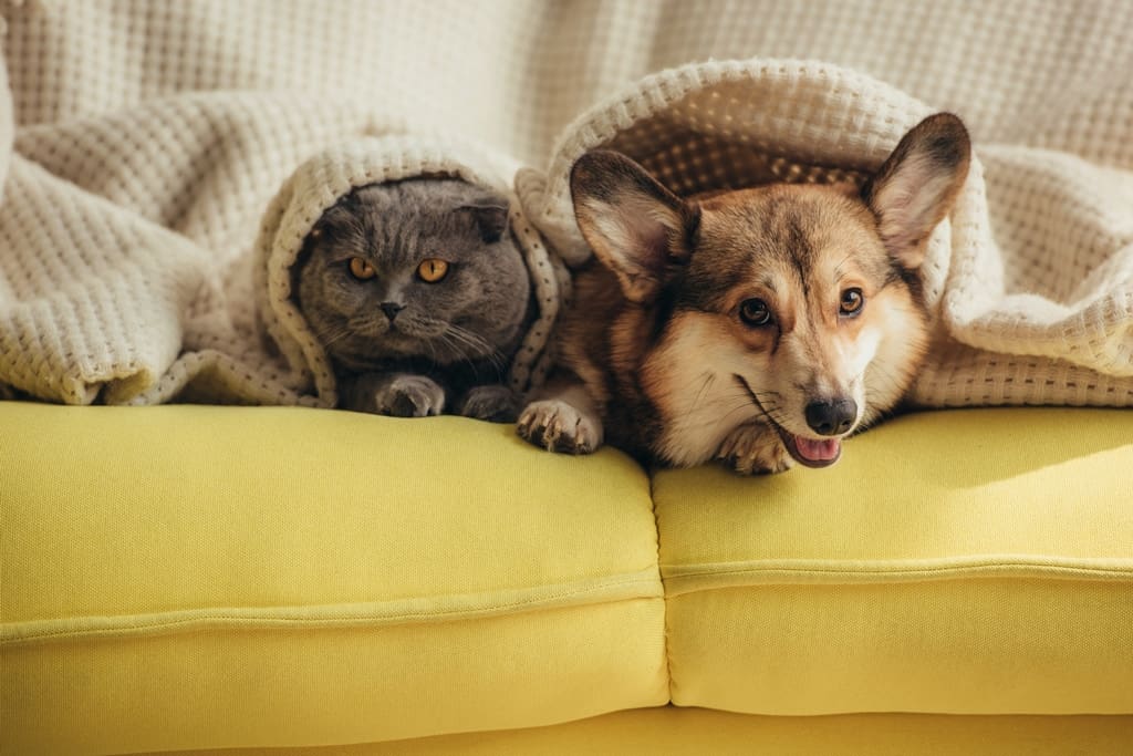 What Sellers Need to Know About Pets and Showing Appointments
