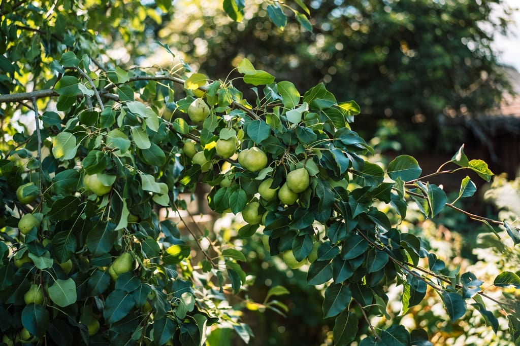 Increase Your Home Value by Avoiding These Problem Plants and Trees