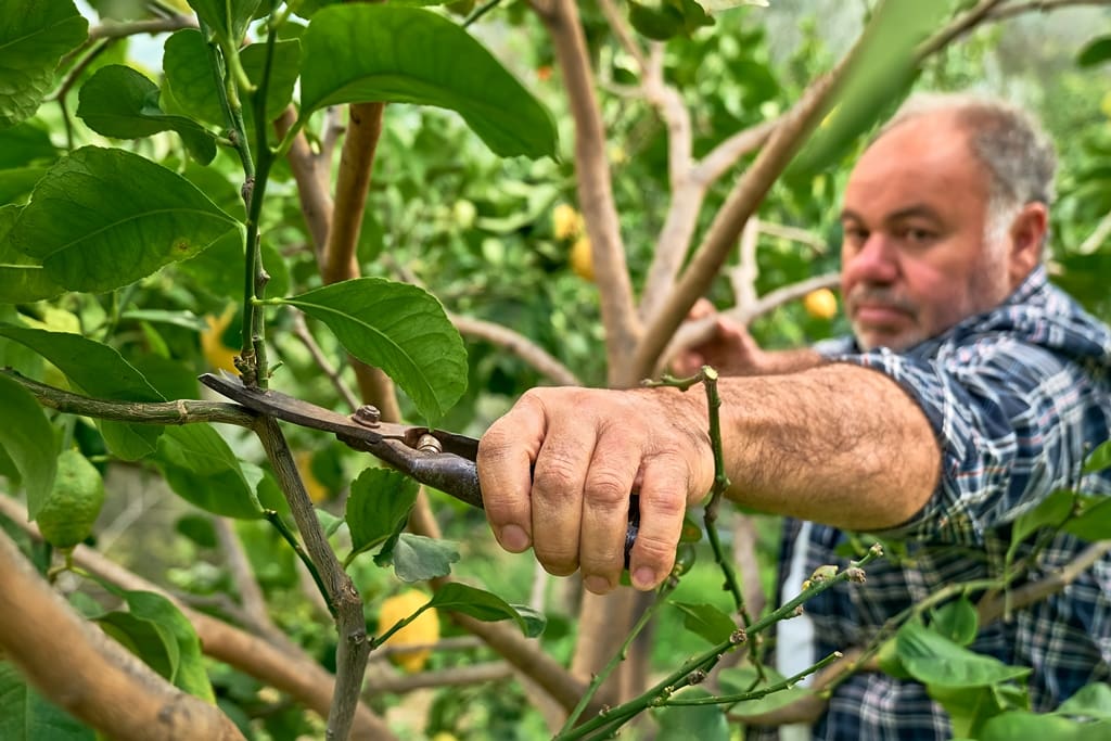 Increase Your Home Value by Avoiding These Plants & Trees:  Maintenance