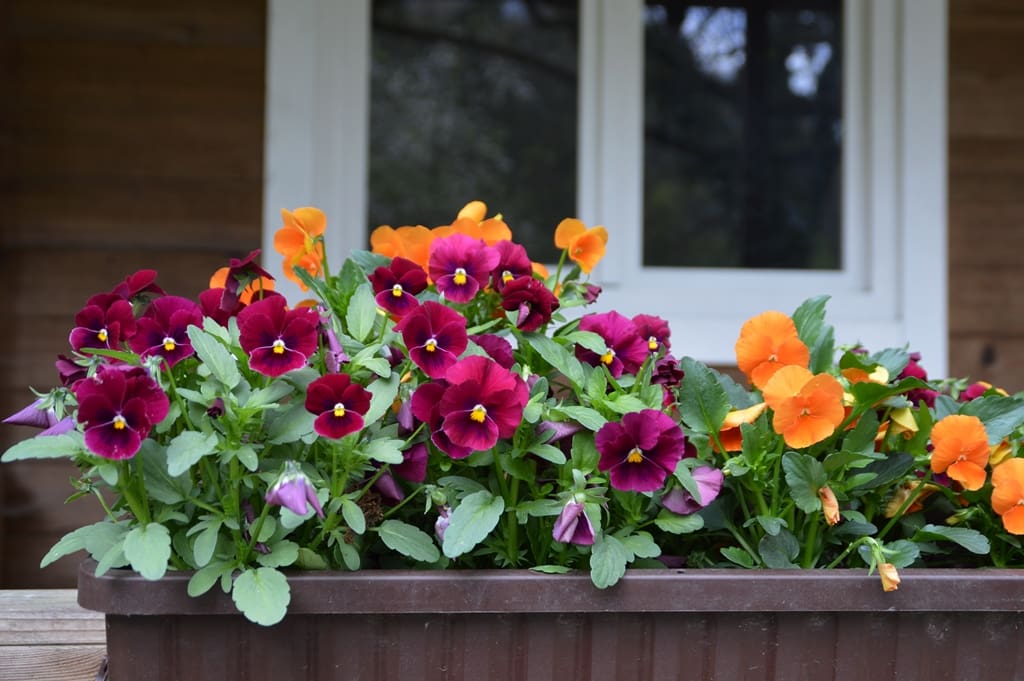 5 Cheap and Easy Ways to Boost Your Home's Curb Appeal:  Potted plants or flowers