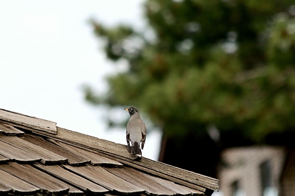 An Expert Guide to Choosing the Perfect Roofing Material for Your Home:  Wood Shake Roof