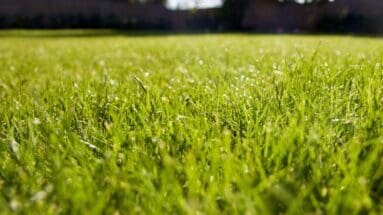 Mastering Lawn Care: Expert Tips for Homeowners