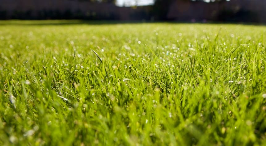 Mastering Lawn Care: Expert Tips for Homeowners