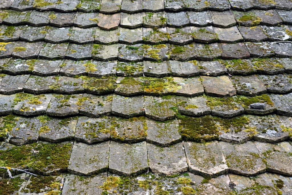 When Is It Time to Replace a Roof? Signs You Shouldn't Ignore:  Moss or Mold Growth