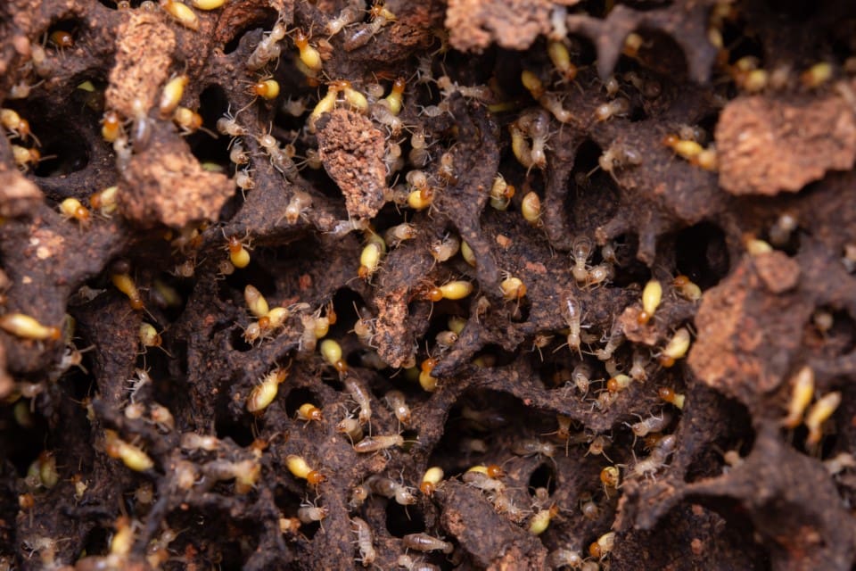 Termite Infestations: The Silent Destroyers