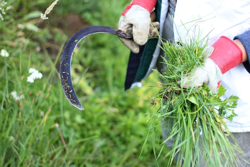 Mastering Lawn Care: Expert Tips for Homeowners:  Weeding