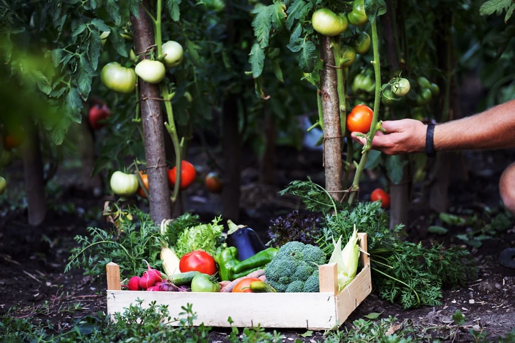 Elevate Your Outdoor Space: Top Landscaping Ideas for Your Home:  Vegetable Garden