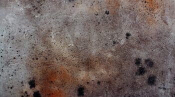 Home Mold Inspection: How to Identify, Address, and Prevent Issues