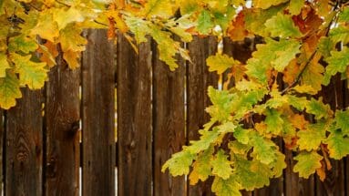 Do Fenced Backyards Boost Home Value?