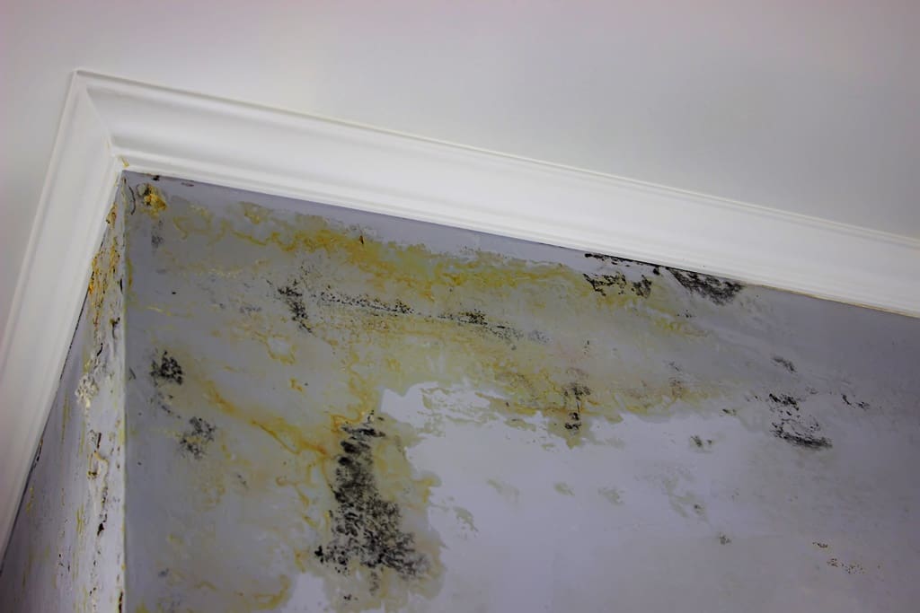 Home Mold and Pest Inspection: How to Identify, Address, and Prevent Issues