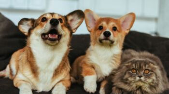 Selling a Home With Pets: How to Manage Challenges