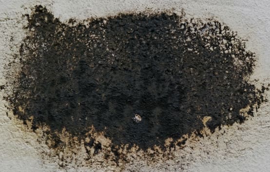 How to Handle a Mold Issue Before Selling Your Home
