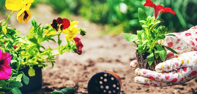 Selling Your Home? Top Landscaping Tips that Improve Curb Appeal:  Strategic Planting