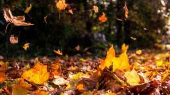 The Ultimate Fall Checklist for Homeowners