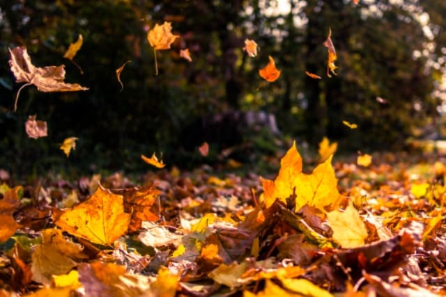 The Ultimate Fall Checklist for Homeowners