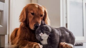 What to Do With Pets When Listing Your Home for Sale