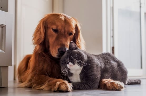 What to Do With Pets When Listing Your Home for Sale