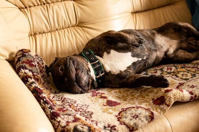 Selling Your Home? Avoid These 7 Showing Mistakes: Leave Pets Behind