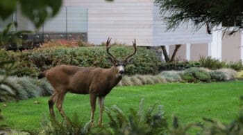 How Wildlife Can Impact Your Property and Home Value