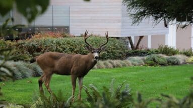 How Wildlife Can Impact Your Property and Home Value