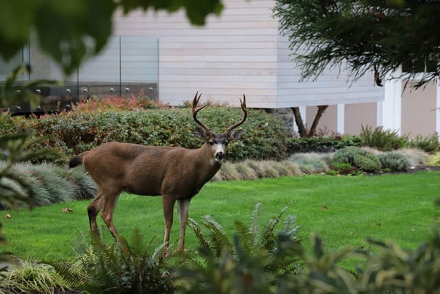 How Wildlife Can Impact Your Property and Home Value