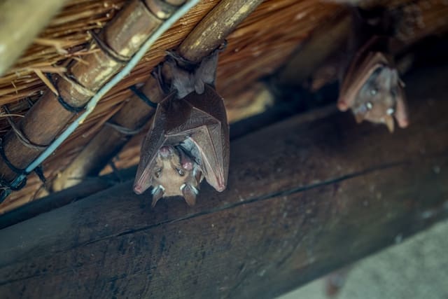 How Wildlife Can Impact Your Property and Home Value